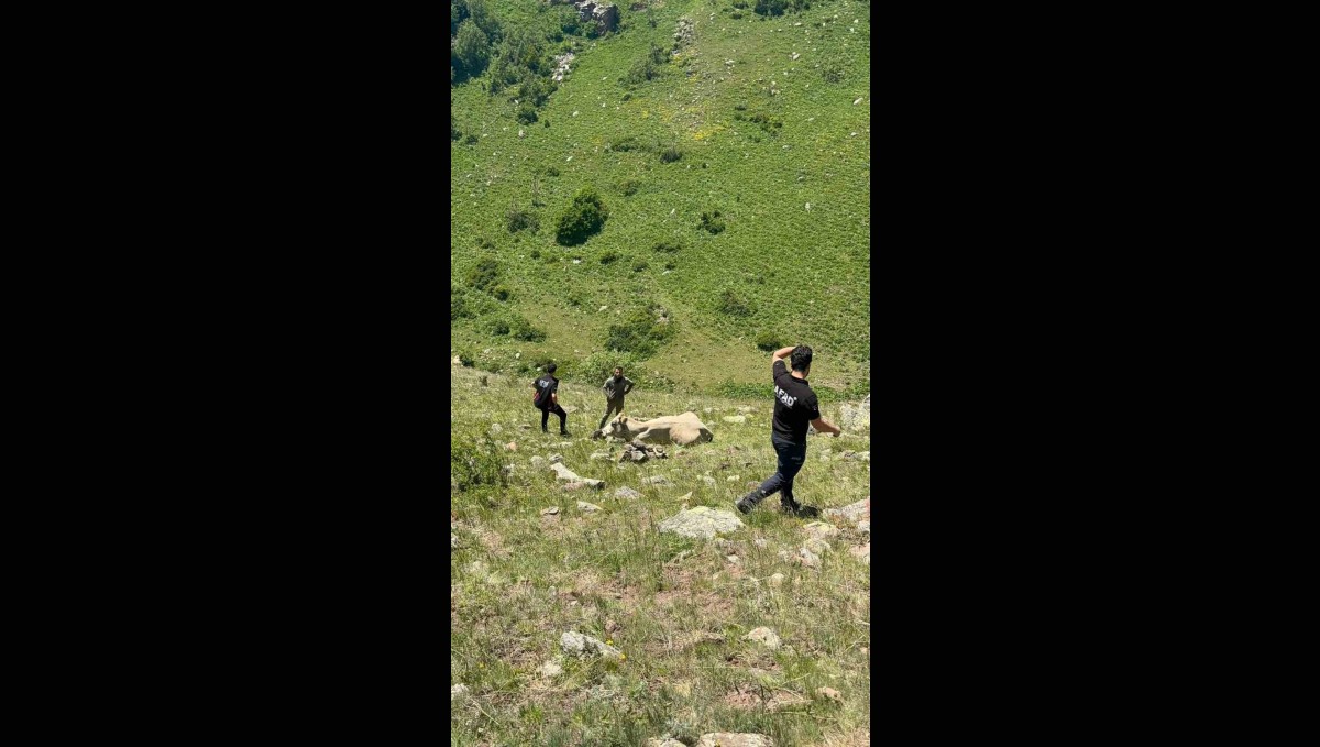 Kayalıklarda mahsur kalan ineği AFAD kurtardı