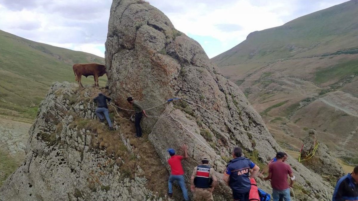 Kayalıklarda mahsur kalan inek için halatlı kurtarma operasyonu