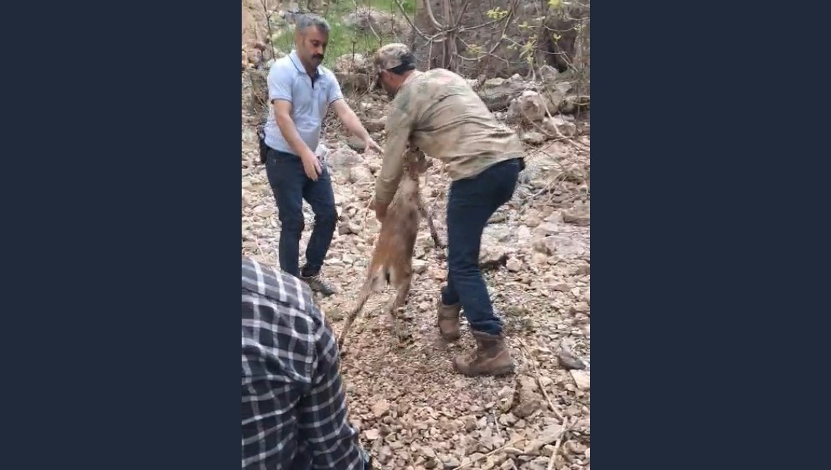 Kayalıklarda mahsur kalıp suya atlayan yavru dağ keçisi kurtarıldı