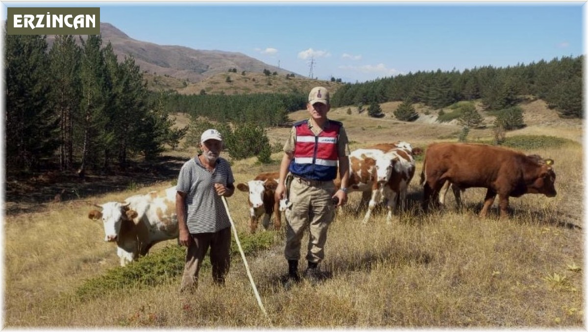 Kaybolan hayvanları jandarma ekipleri drone ile buldu