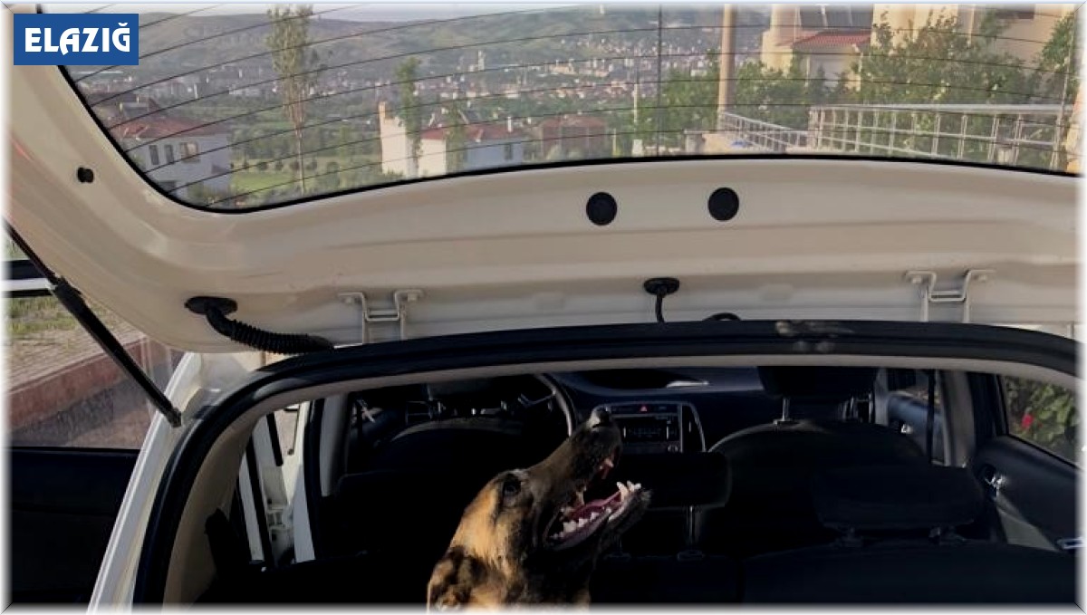 Kaybolan köpeğini bulana 10 bin lira ödül verecek