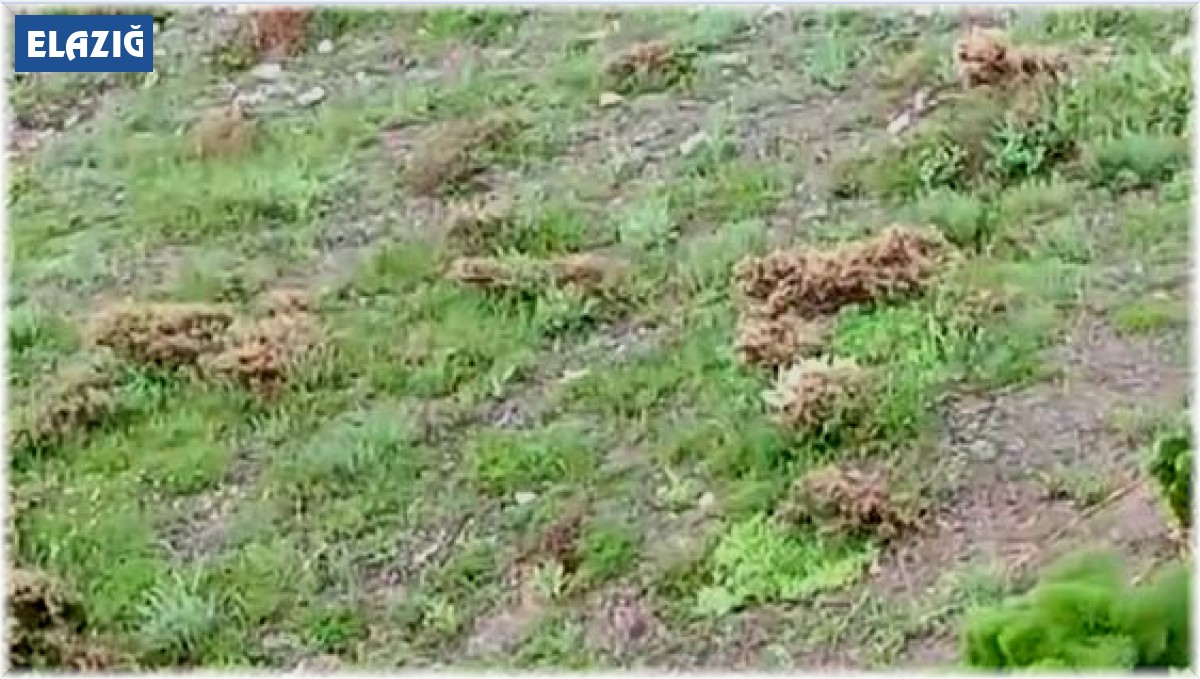 Kayda aldığı tavşanla sohbeti gülümsetti