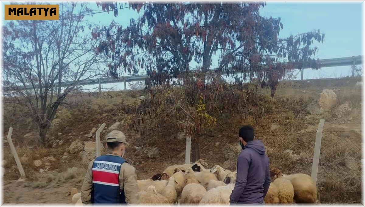 Kayıp 31 koyunu jandarma buldu