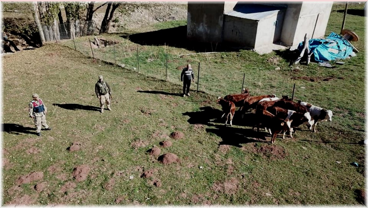 Kayıp büyükbaş hayvanları jandarma ekipleri droneyle buldu