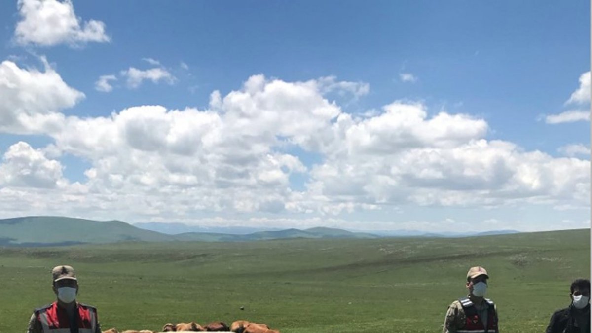 Kayıp hayvanlar jandarma tarafından bulundu