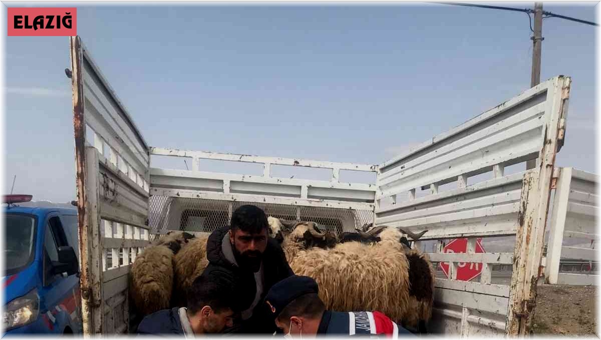 Kayıp hayvanlar jandarma tarafından bulundu