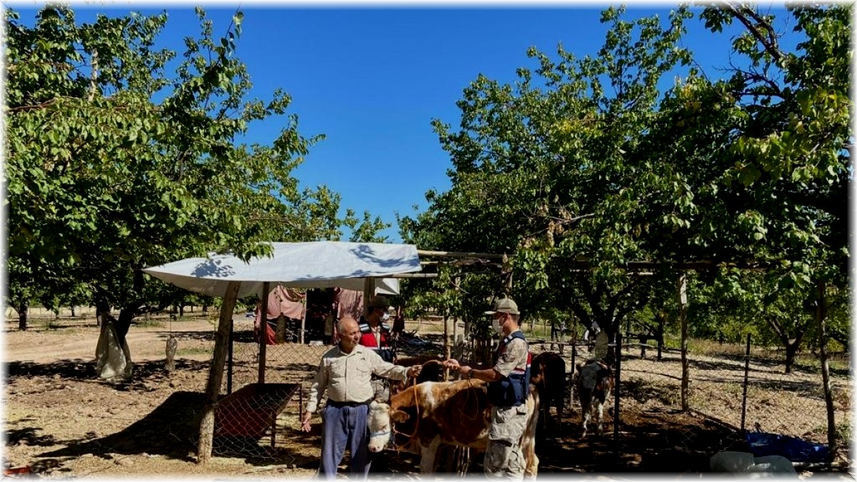 Kayıp inekler drone ile bulundu