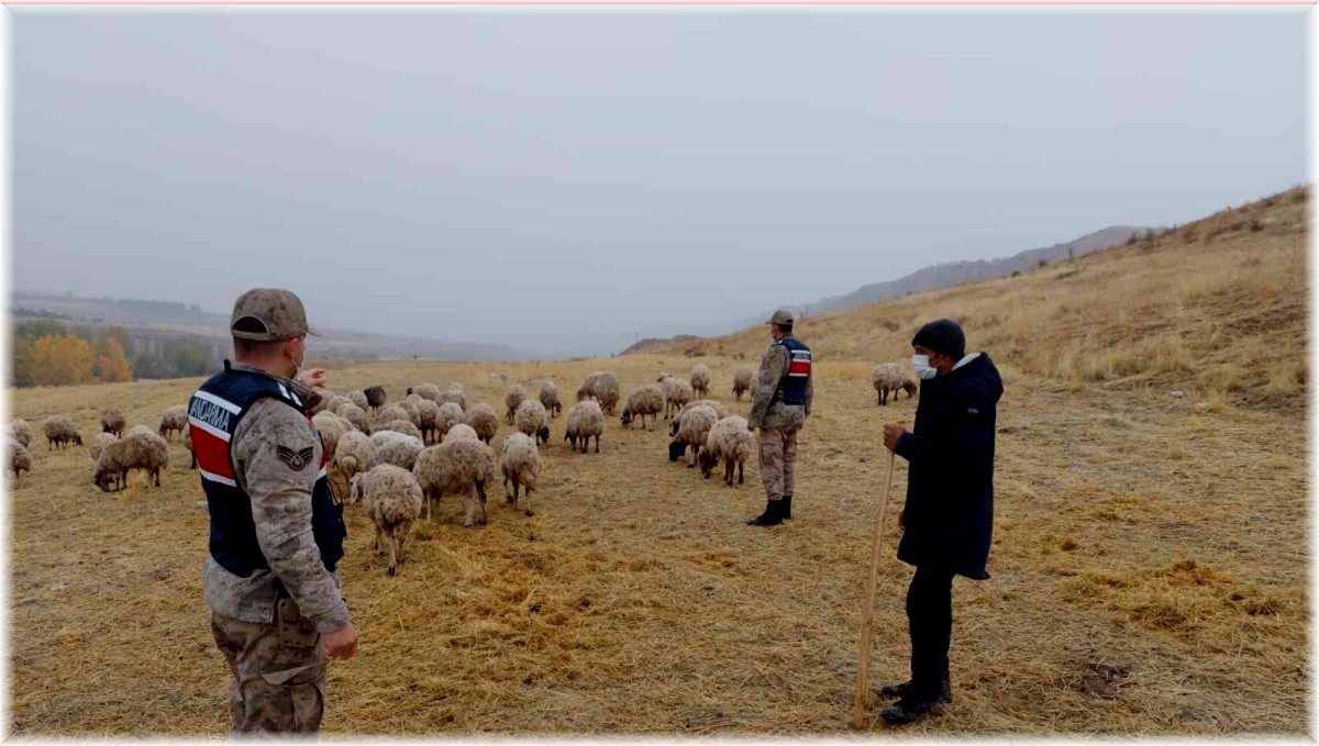 Kayıp koyunları jandarma drone ile buldu