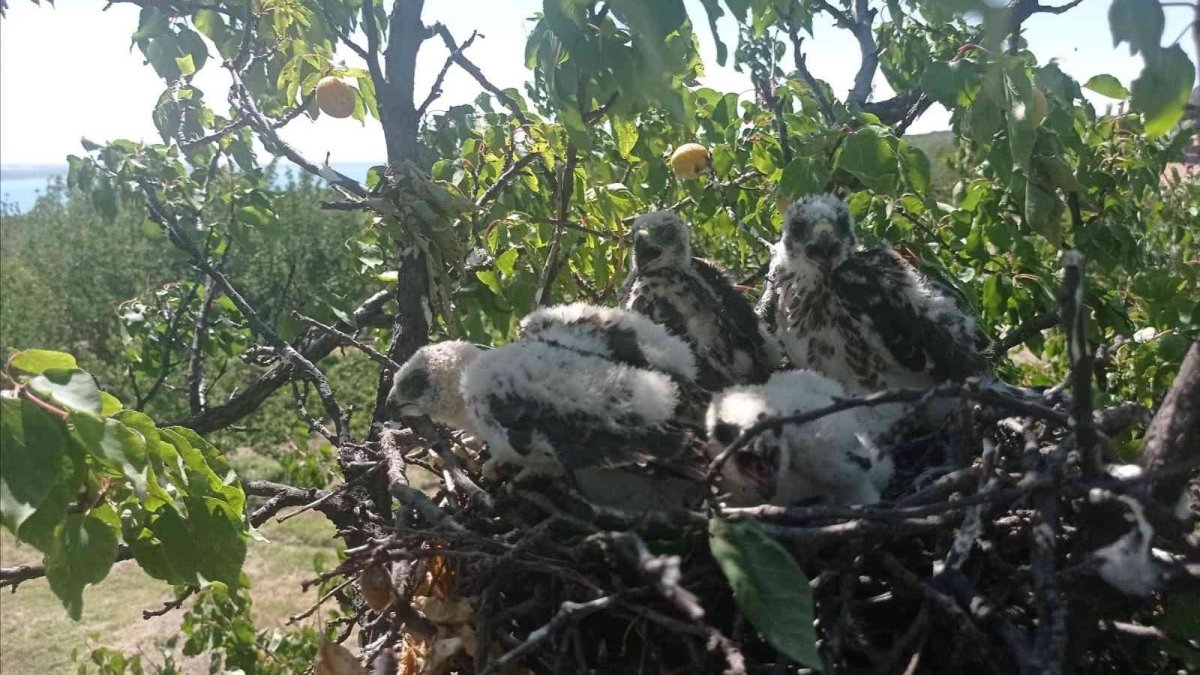 Kayısı ağacına atmaca yuva yapınca hasat yapmadı
