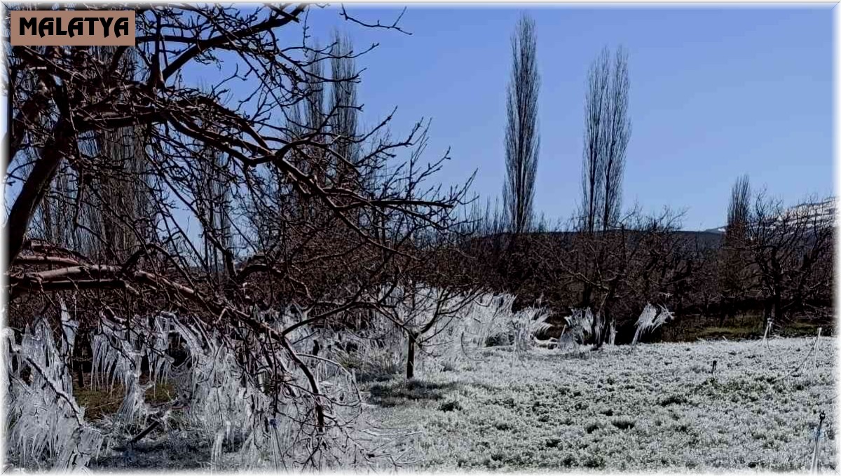 Kayısı bahçelerindeki donun boyutu kameralara yansıdı