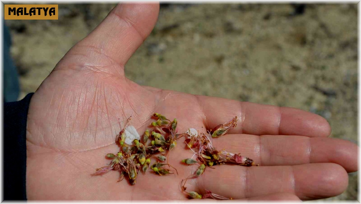 Kayısı bahçelerini don vurdu