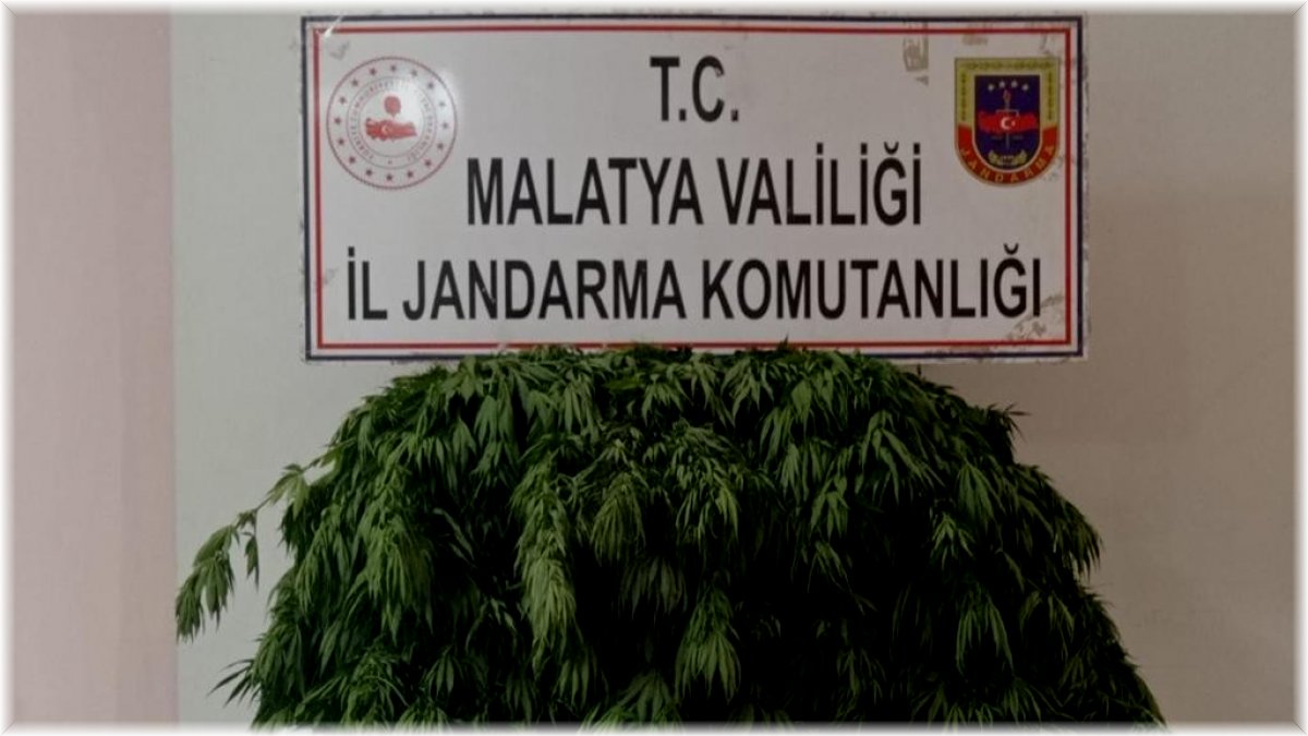 Kayısı bahçesine hint keneviri eken şahıs yakalandı