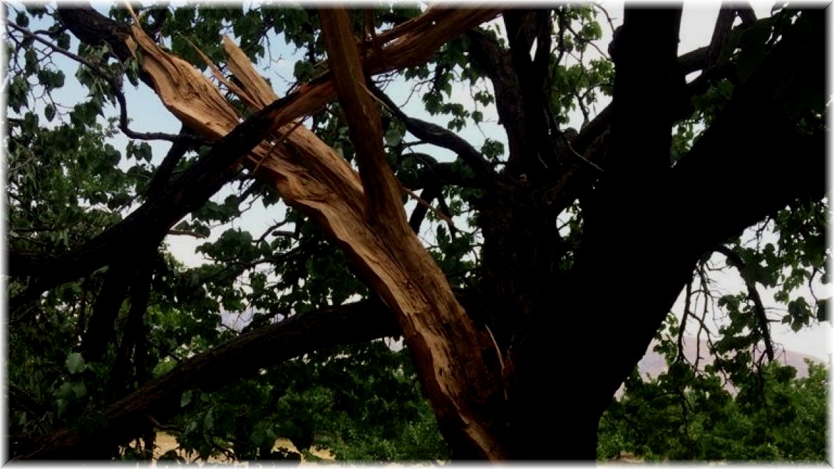 Kayısı bahçesine yıldırım düştü