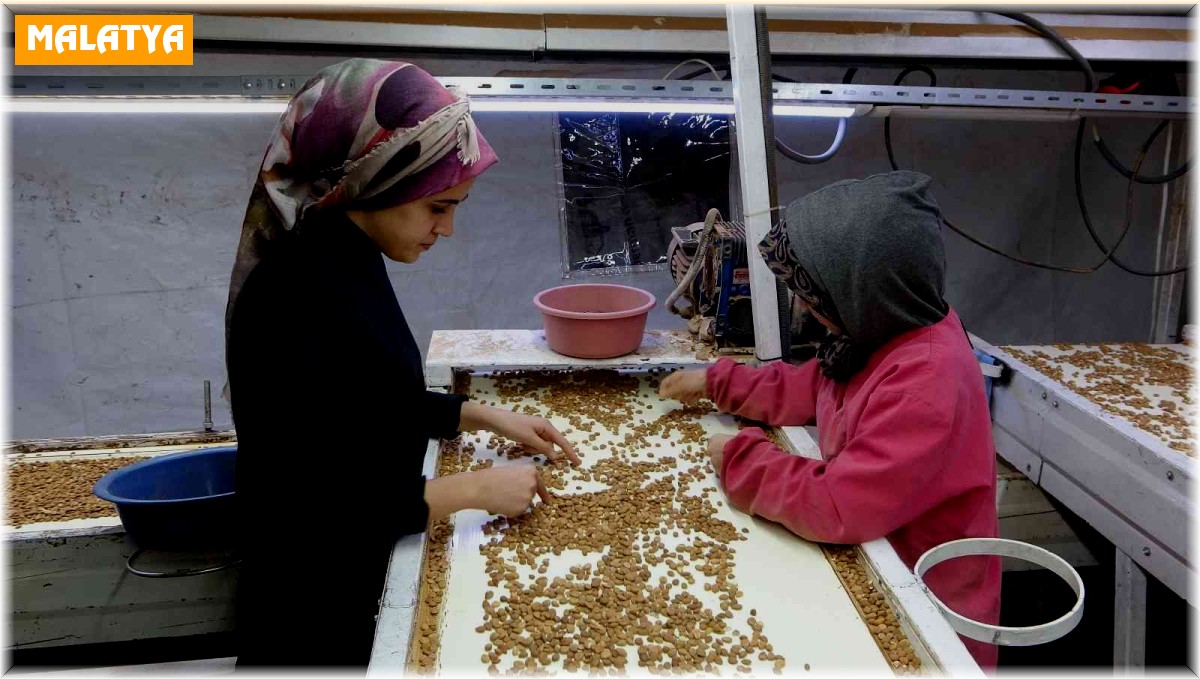 Kayısı çekirdeği ihracatı yüz güldürüyor