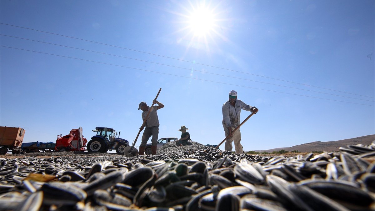 Kayısı diyarında ayçiçeği hasadı