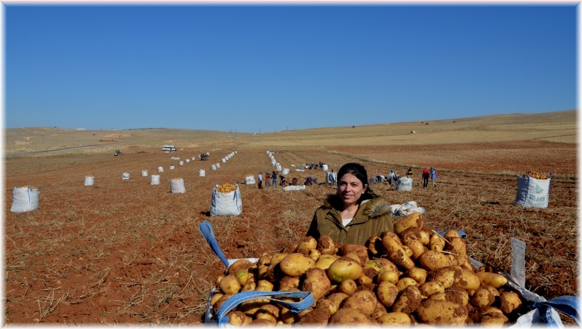 Kayısı diyarında patates hasadı tamamlanmak üzere