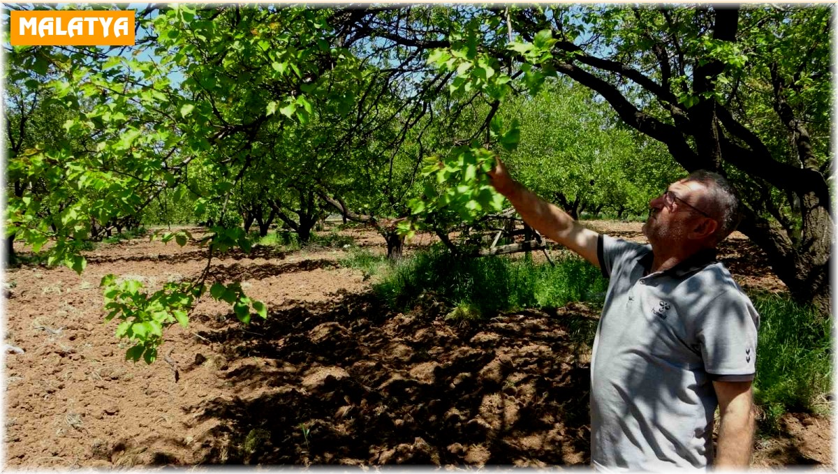 Kayısı düşük rekolte tehlikesiyle karşı karşıya
