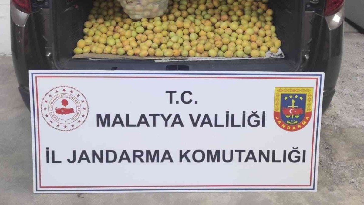 Kayısı hırsızları jandarmadan kaçamadı