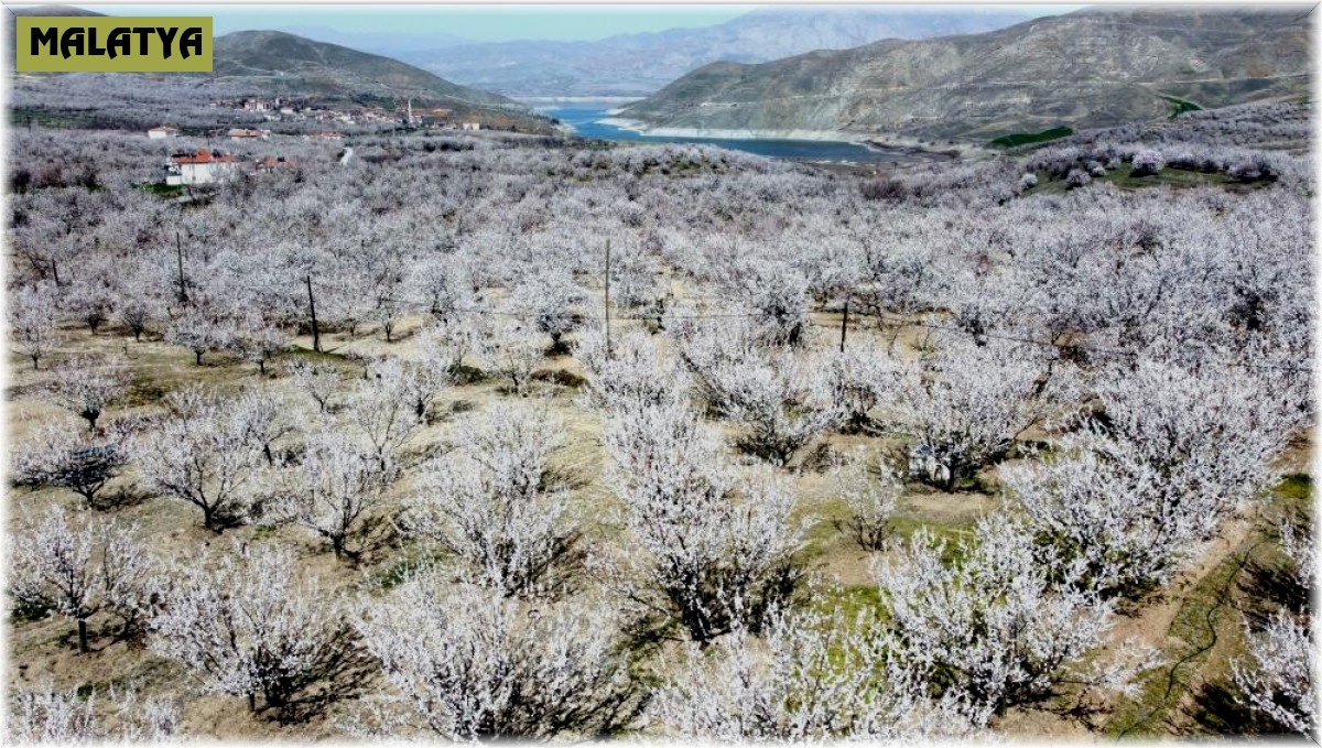 Kayısı üreticilerine zirai don uyarısı