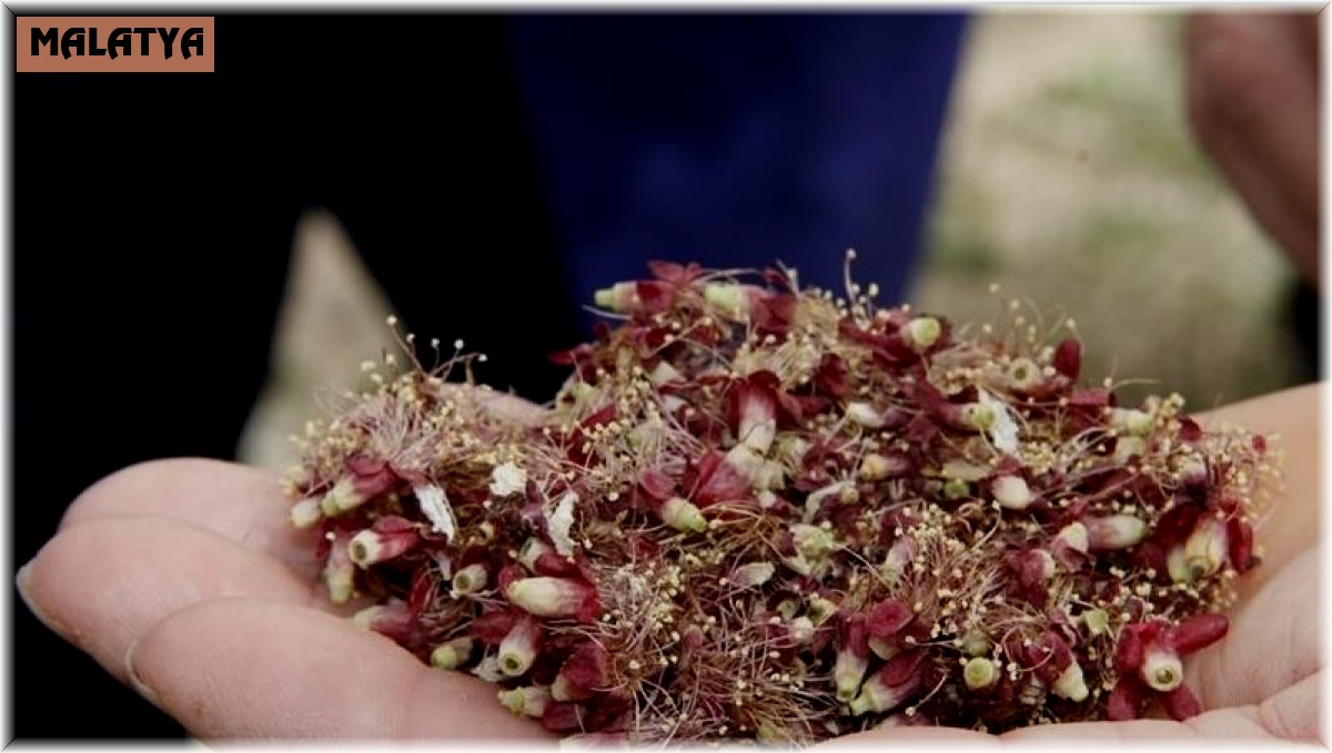 Kayısıda hasar tespiti ay sonunda tamamlanacak