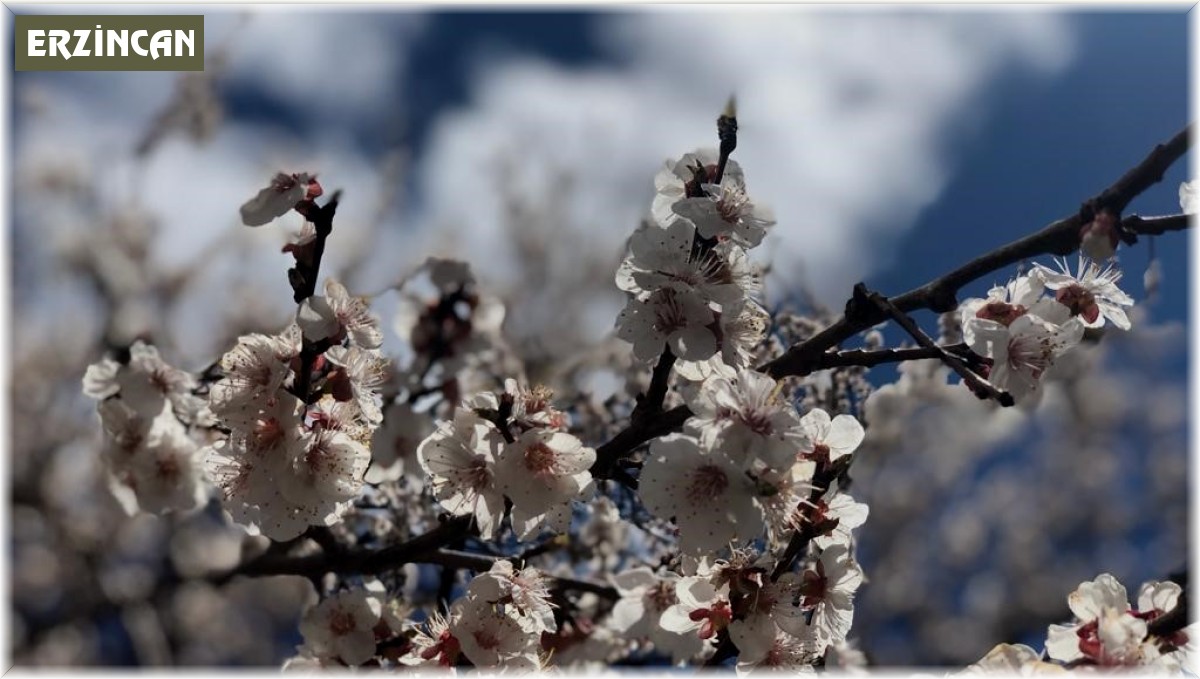 Kayısıda ilkbahar ilaçlaması