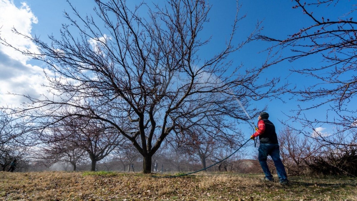 Kayısıda kabuklu bit tehlikesi