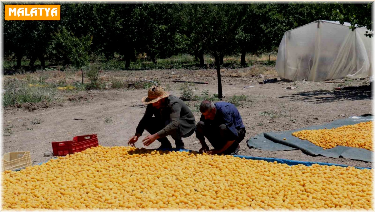 Kayısının dalından 115'den fazla ülkeye ihracat