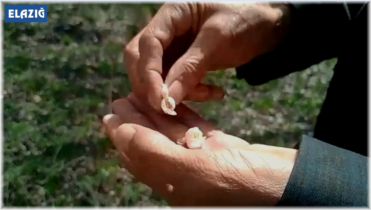 Kayısıyı don vurdu