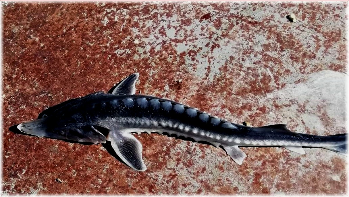 Keban Baraj Gölü'nden çıkan balık şaşkınlığa neden oldu