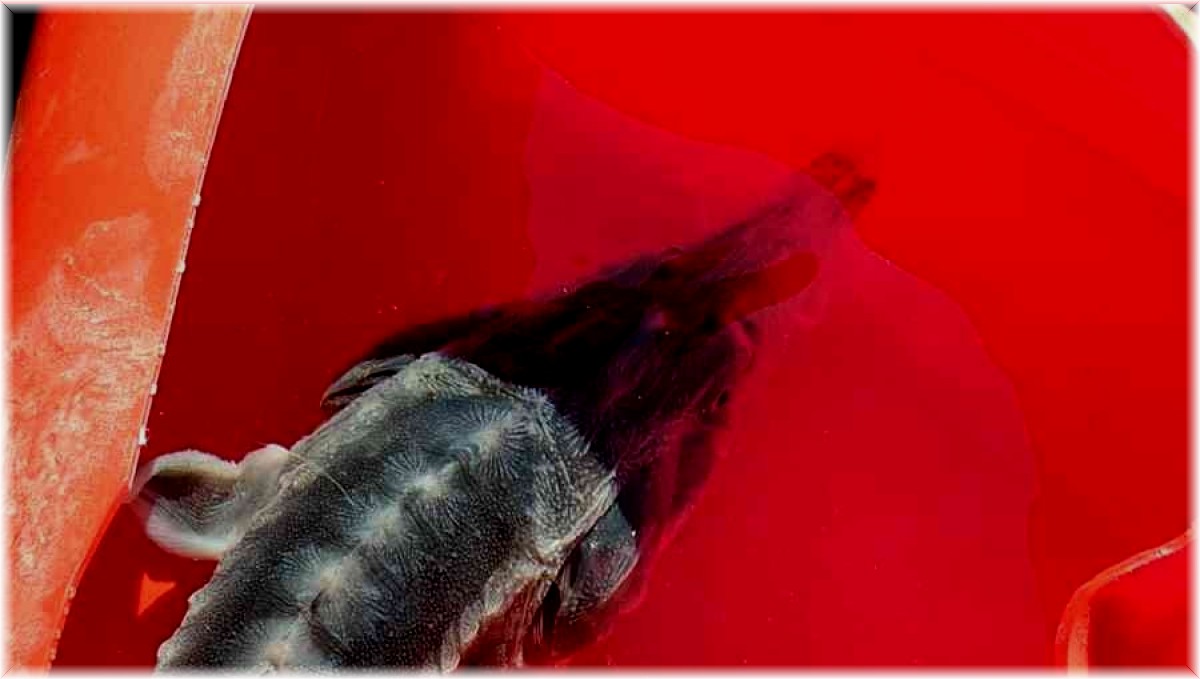 Keban Baraj gölünde ikinci defa görüntülendi, havyarı tam 2 milyon liraya alıcı buluyor