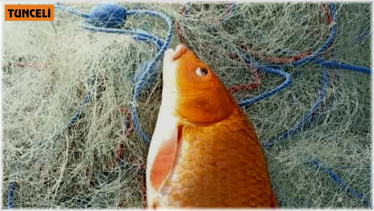 Keban Baraj Gölünde turuncu sazan ağlara takıldı