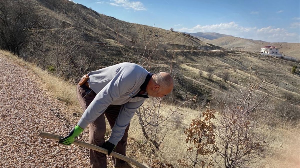 Keban'da 250 akasya fidanı dikildi