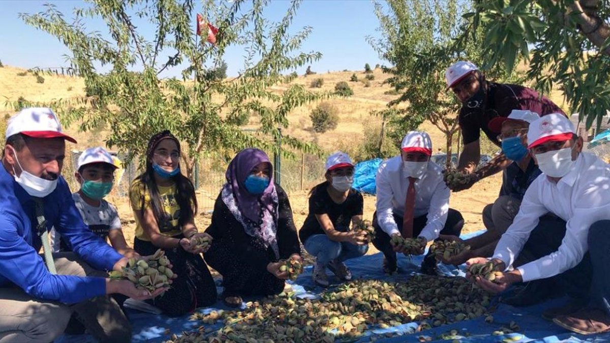 Keban'da, badem hasadı başladı