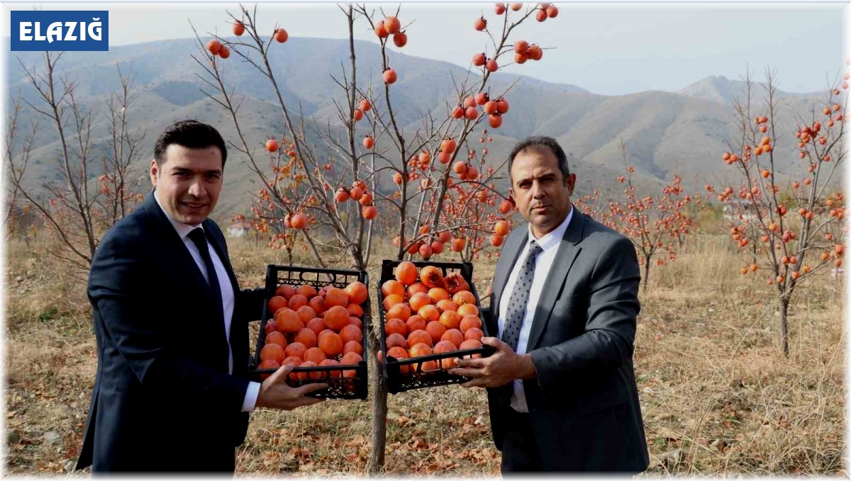 Keban'da Trabzon Hurması hasadı yapıldı