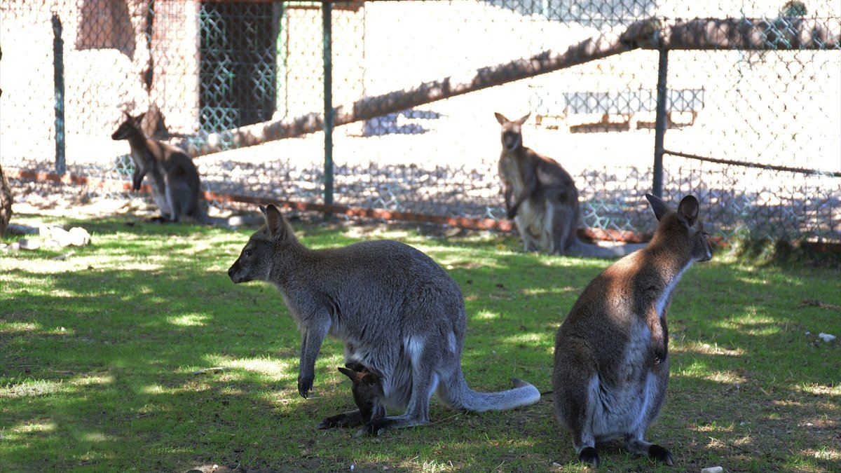 Keçiören Belediye Başkanı Altınok: "Kanguru görmek isteyen Keçiören'e gelsin"