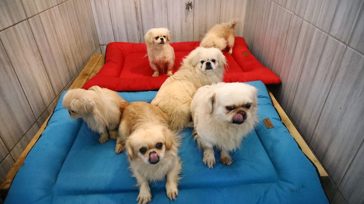 Keçiören'deki sevimli köpeklerin minder keyfi