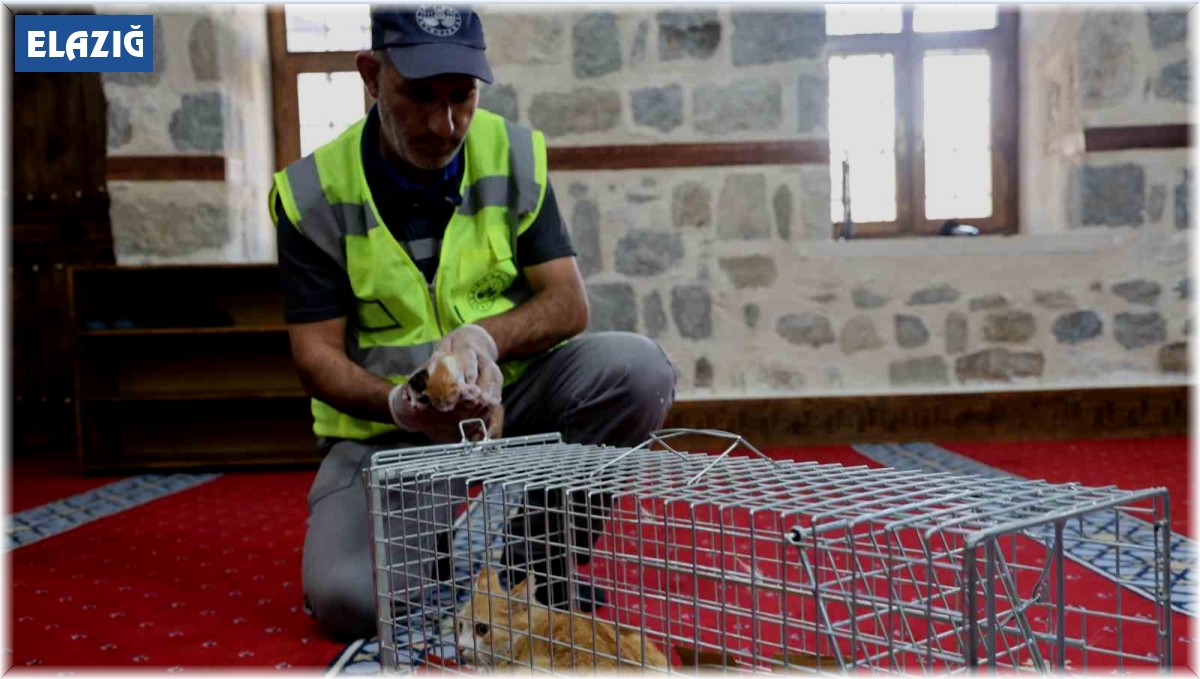 Kedi 500 yıllık caminin minberinde doğum yaptı, belediye sahip çıktı