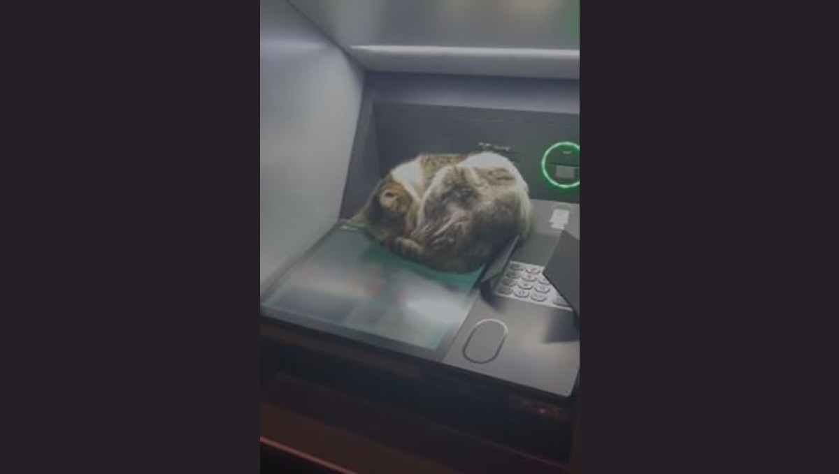 Kedi ATM'de uyudu, vatandaşlar rahatsız etmemek için başka ATM'ye yöneldi