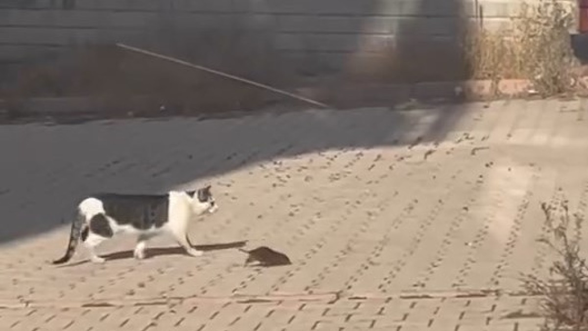 Kedi, cüsseli fare ile baş edemedi