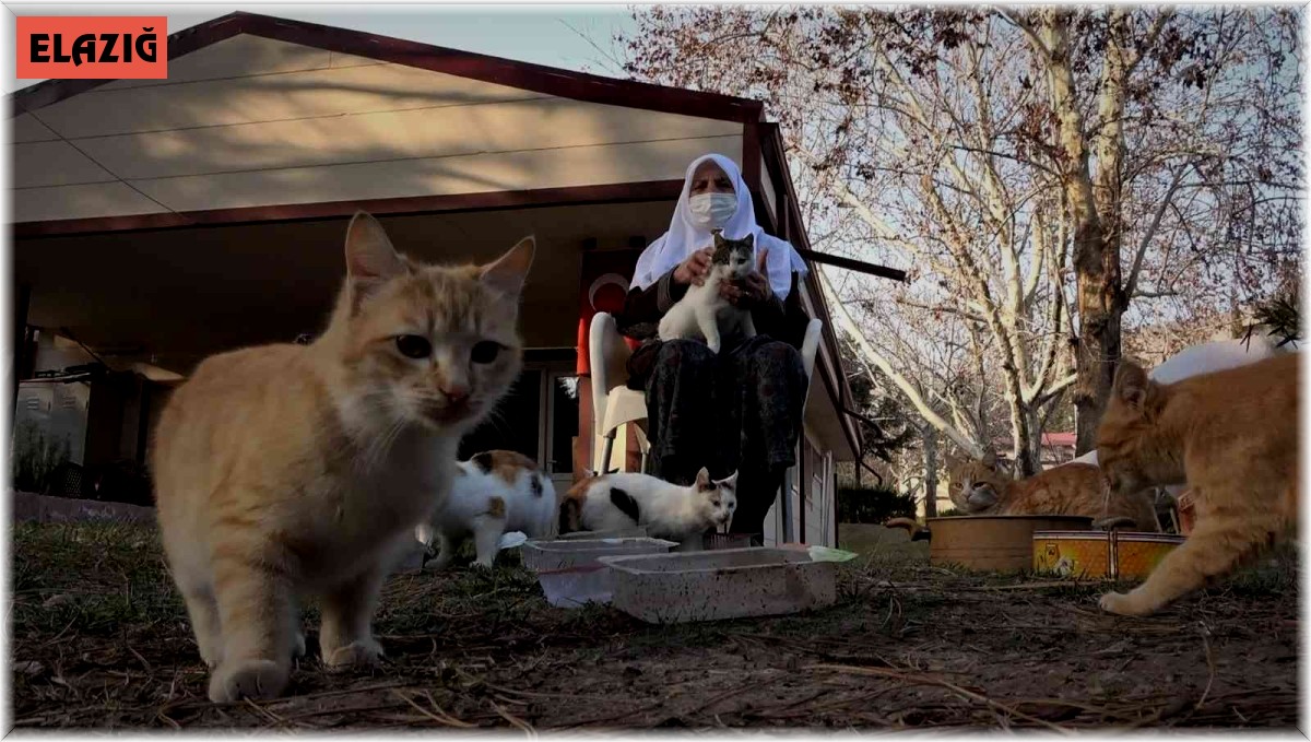 Kedi dostu Zahide Nine, yıllardır onlara annelik yapıyor