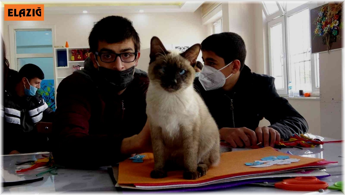 Kedi 'Helva' okulun maskotu oldu