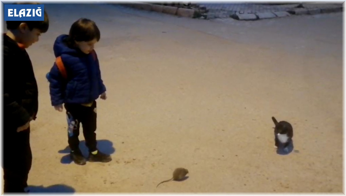 Kedi ile farenin oyunu kamerada