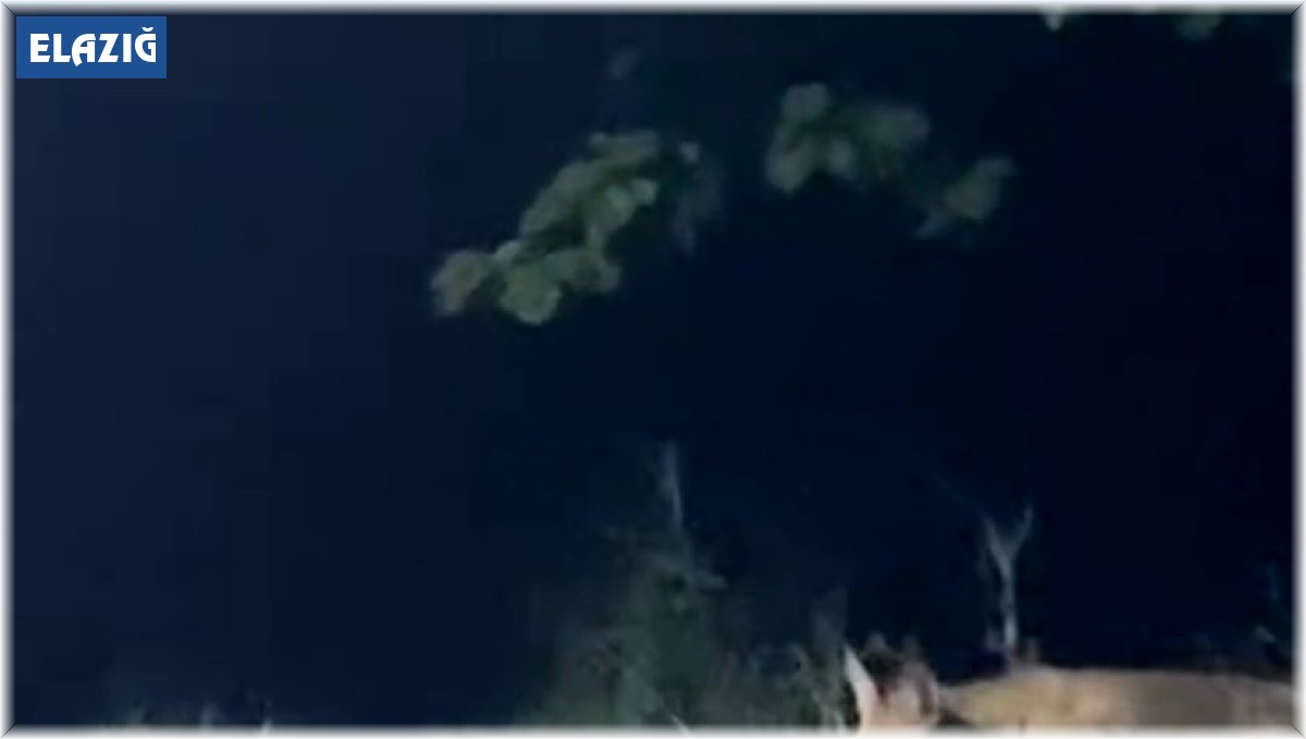 Kedi ile tilkinin ekmek kavgası gülümsetti