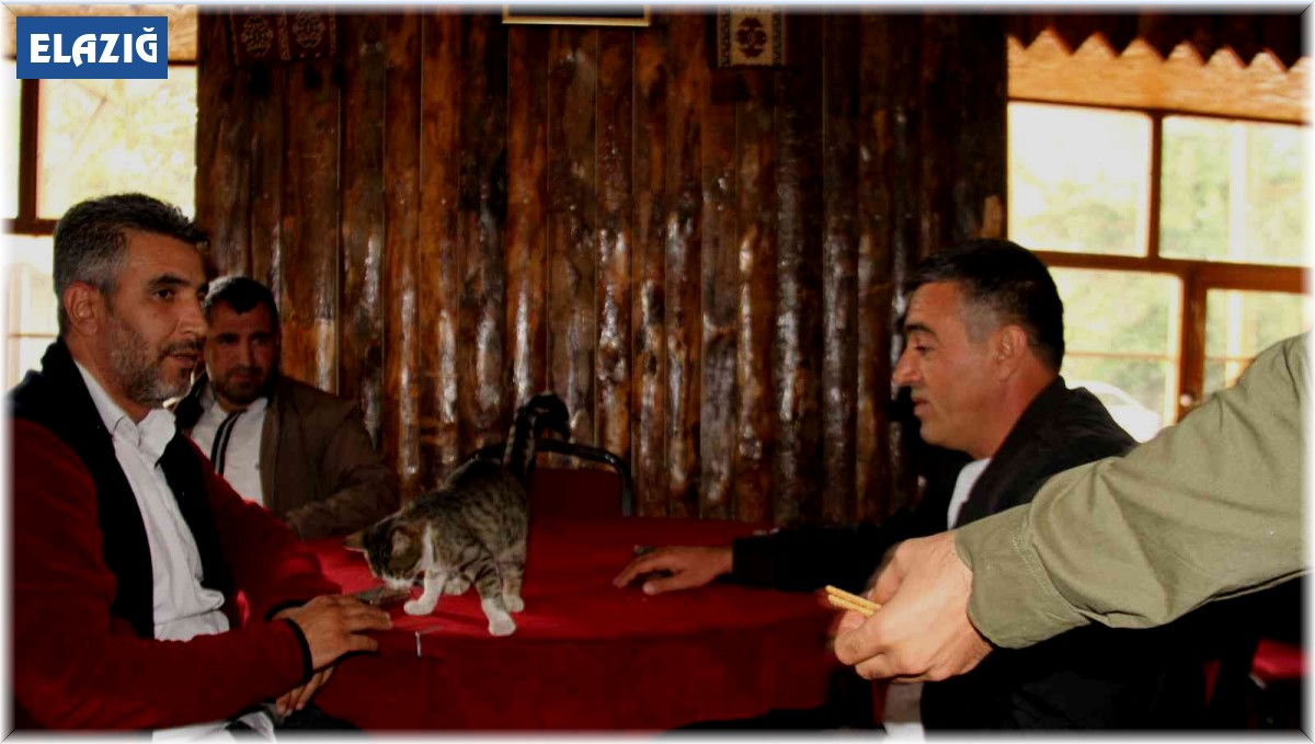 Kedi kahvehanenin maskotu oldu