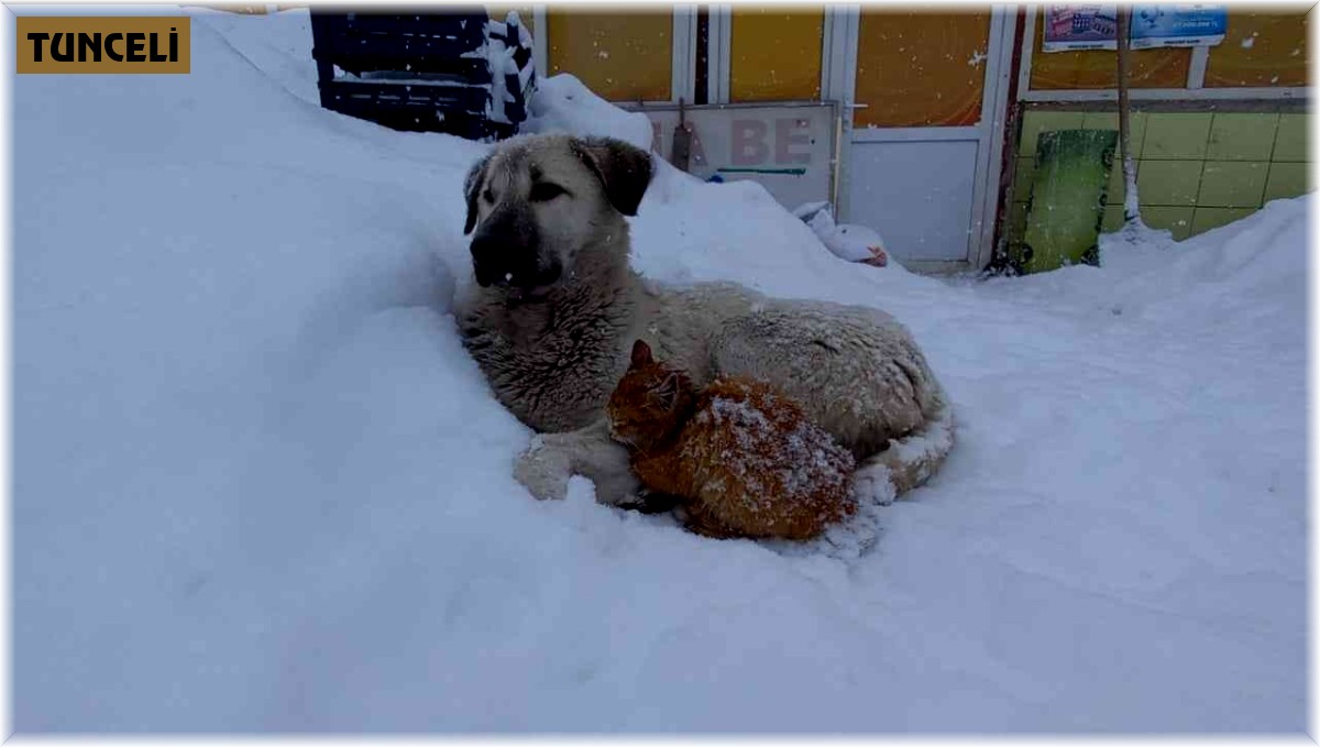 Kedi, kar yağışından korunmak için köpeğe sığındı