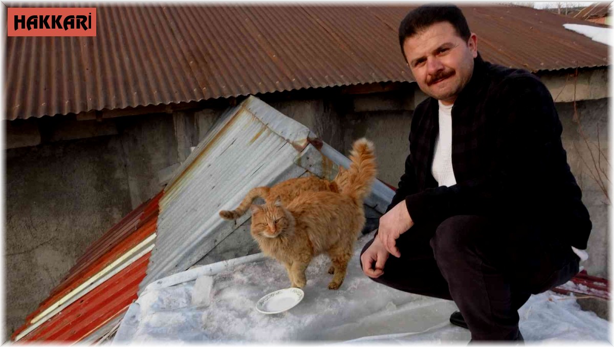 Kediler için çatı üstünde çatılı ev