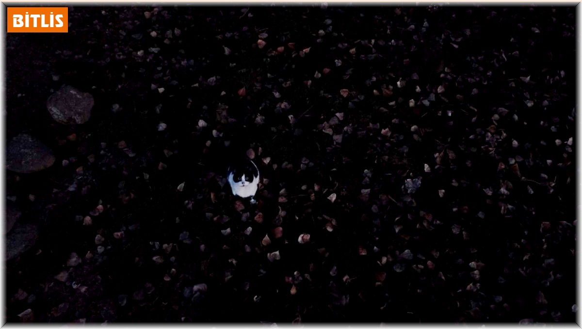 Kedilerin 'dron' sınavı