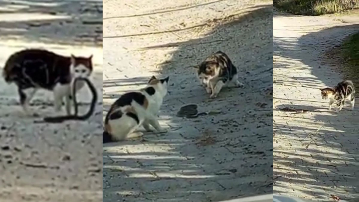 Kedilerin yılanla mücadelesi