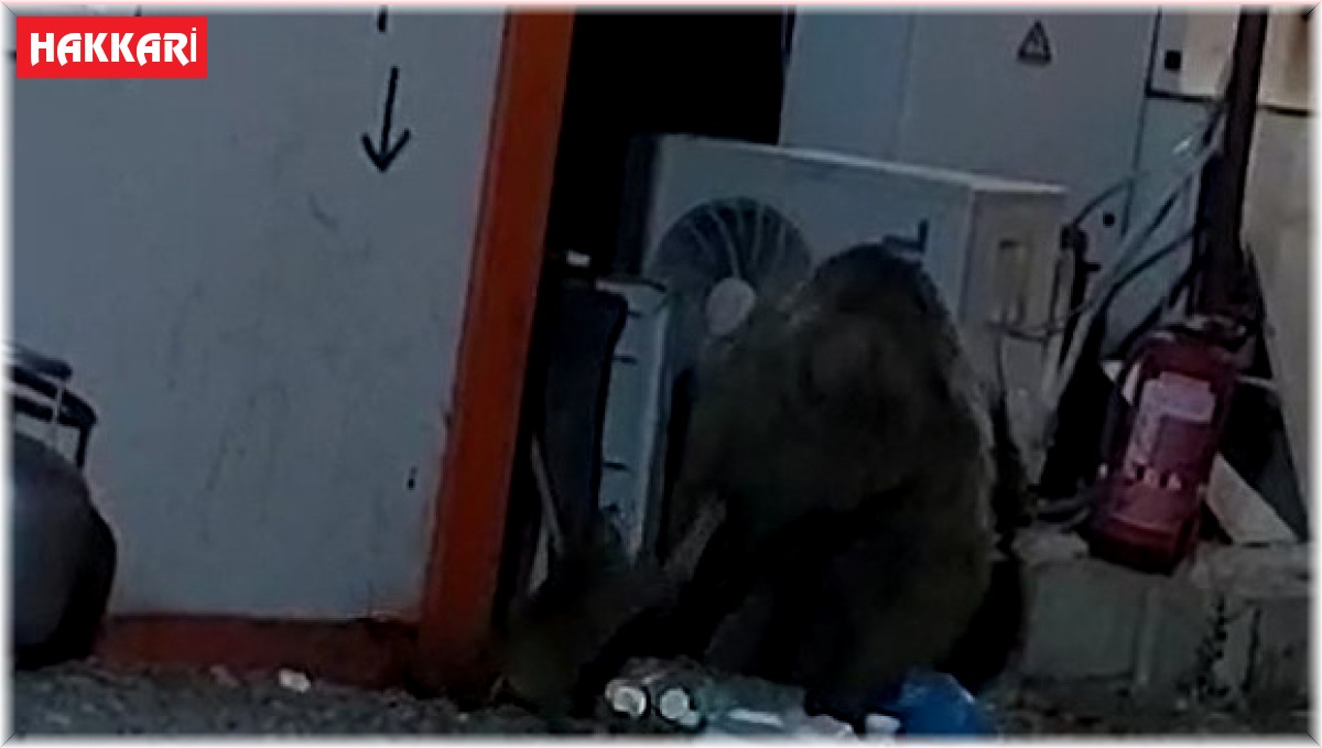 Kedinin ayıyla ekmek kavgası kameraya yansıdı