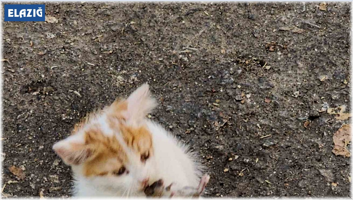 'Kedinin fareyle oynadığı gibi oynamak' deyimi Elazığ'da hayat buldu